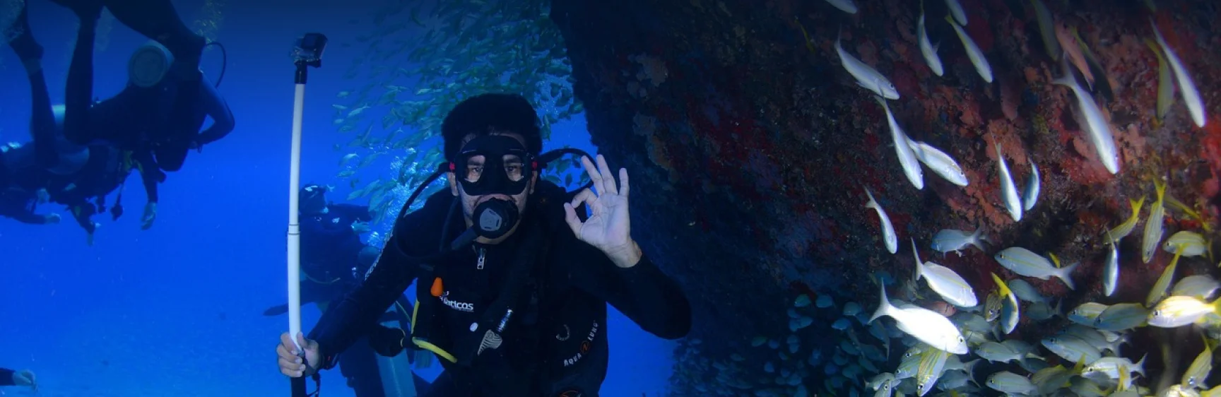 PADI Fish Identification Diver Course