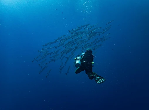 PADI Fish Identification Diver Course